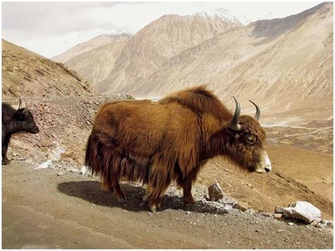 Himalayas animals (Ladakh) — Stock Photo © ratnavideo #10291868