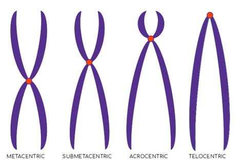 darbas komponentas patogu metacentric chromosome - wctleadership.org