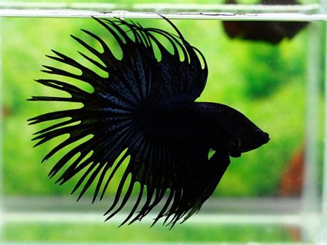 Black Crowntail Betta | Pets | Pinterest | Betta, Fish and Betta fish