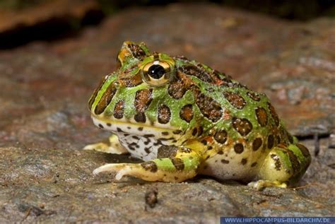 Ceratophrys ornata alias Argentine Horned Frog :: Hippocampus Bildarchiv