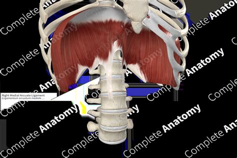 Right Medial Arcuate Ligament | Complete Anatomy