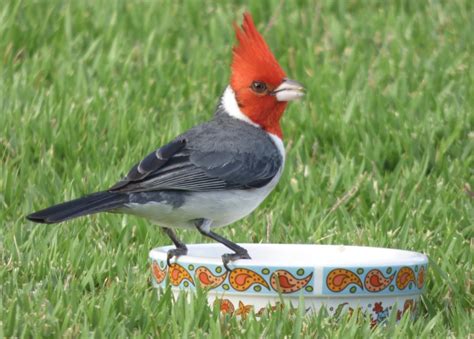 Red-crested Cardinal - FeederWatch