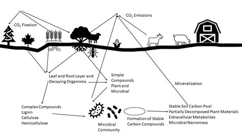 Soil Carbon Cycle and Laboratory Measurements of Carbon Related to Soil ...