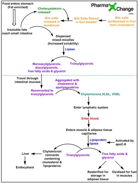 Digestion Of Fats Flowchart