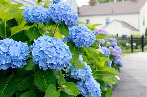 Blue hydrangeas care: How to grow and care - In Home Plans