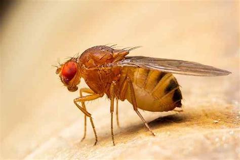 Fruit Fly Identification Guide | Learn More About Fruit Flies