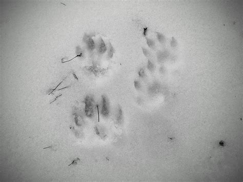 Fisher Tracks: Identification Guide for Snow, Mud, and More - A-Z Animals