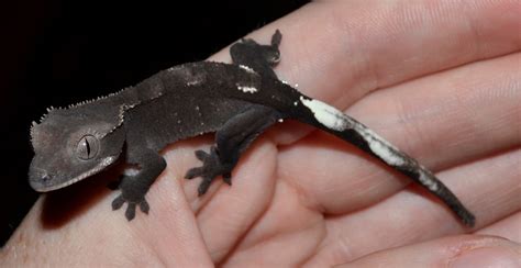 Crested Geckos Blog: Grey Geckos Photos