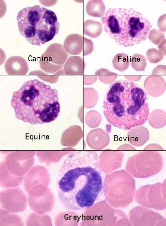 単語カード VETT 117 WBC Morphology | Quizlet