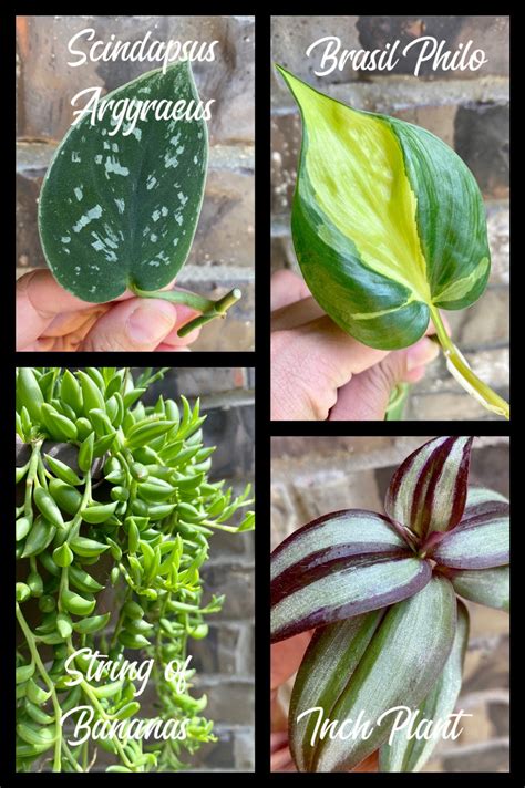 Pothos & Philodendron Cuttings for Propagation // Scindapsus - Etsy