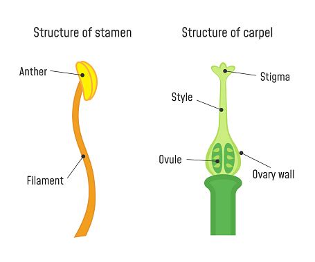 Structure Of Stamen And Carpel Stock Illustration - Download Image Now - iStock