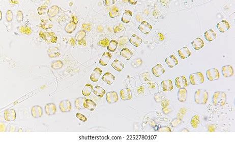 Marine Phytoplankton Blooming This Algae Blooming Stock Photo 2252780107 | Shutterstock