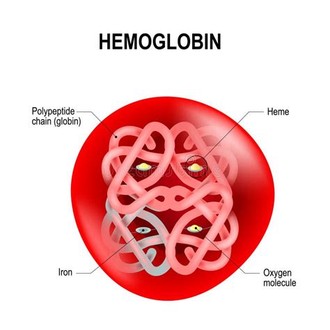 Estructura De La Molécula Humana De La Hemoglobina Ilustración del Vector - Ilustración de salud ...