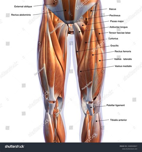 Medical Illustration Male Front Leg Muscles Stock Illustration ...