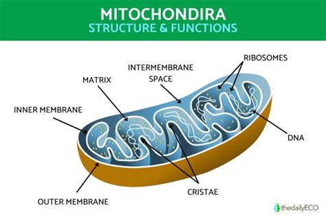 Mitochondria Structure and Function With Diagrams of Mitochondria Parts