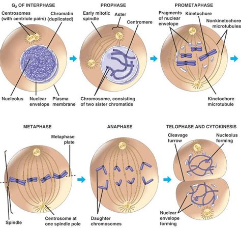 109 best images about Mitosis and Meiosis on Pinterest