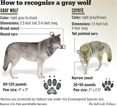19 Gray Wolf Facts - Biology, Appearance, Behavior & More | Facts.net