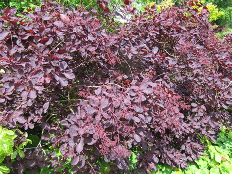 Cotinus coggygria 'Royal Purple' ('Royal Purple' Smoketree, Royal Purple Smoketree, Smokebush ...