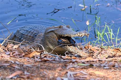 Incredible pictures shows a freshwater crocodile snapping down on a turtle | Daily Mail Online