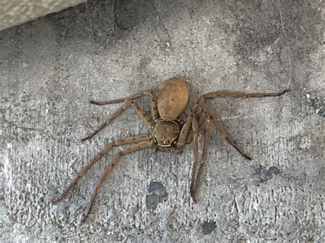 Female Heteropoda venatoria (Huntsman Spider) in San Diego, California United States