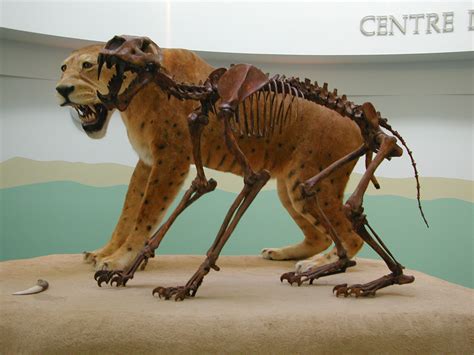 Homotherium - Prehistory Wiki