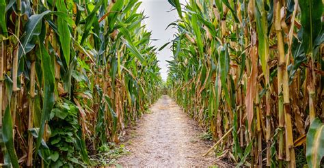 4 corn mazes near Vancouver to visit this fall | Listed