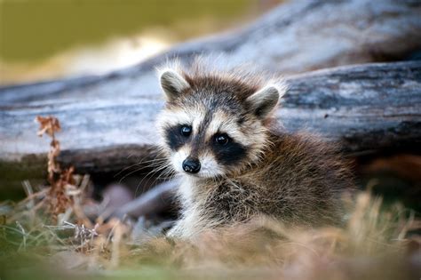 9 Things to Know About Raccoon Baby Season in 2021