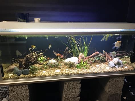 Any thoughts about the setup? : r/Aquariums