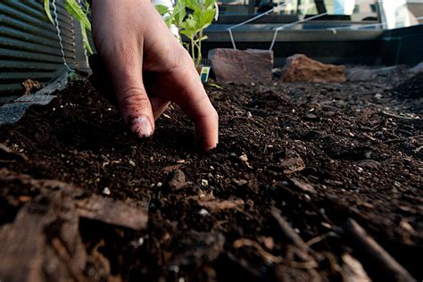 Soil to Compost Ratio: How Much Compost Should You Add to Your Soil? - Gardening Latest