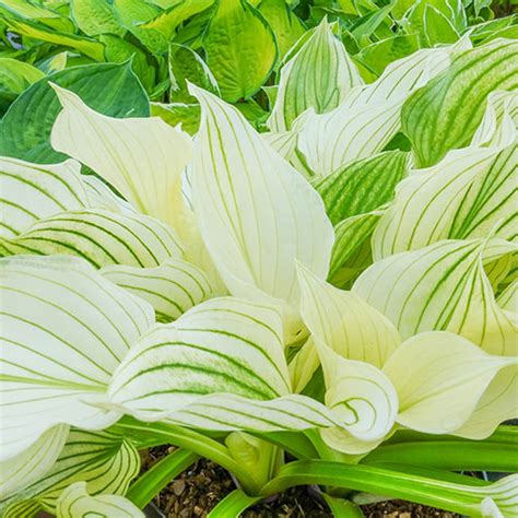 Improved White Feather Hosta | K. van Bourgondien - Wholesale Flower ...