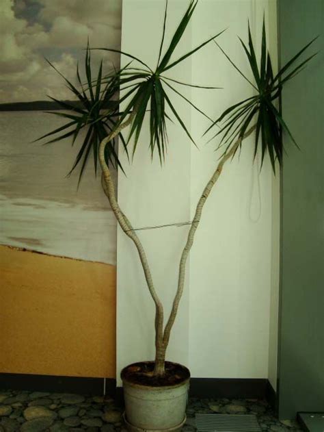 Dracaena Marginata (Madagascar Dragon Tree) | Madagascar dragon tree, Dragon tree plant, Dragon tree