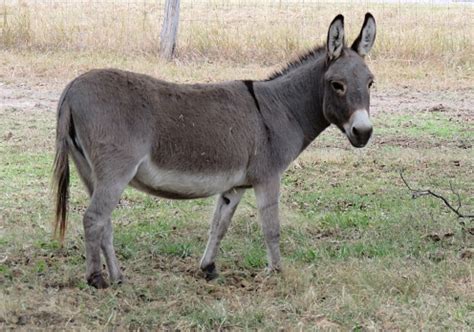 Miniature Donkey With Cross On Its Back Stock Photo - Download Image Now - iStock