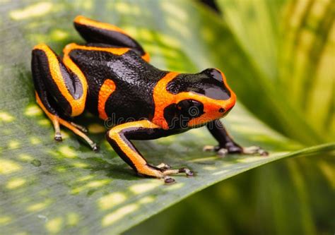 Poison Dart Frog Amazon Rain Forest Stock Photo - Image: 30798222