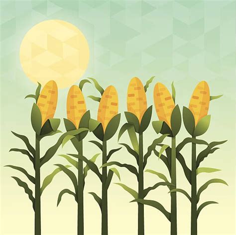 Cornfield | Illustration art, Cute halloween drawings, Easy drawings