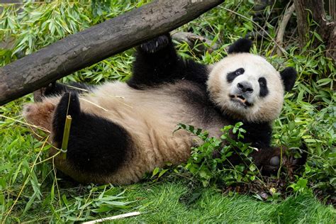 Pair of giant pandas from China acclimating to new…