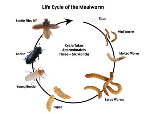 life cycle of mealworms | school | Pinterest