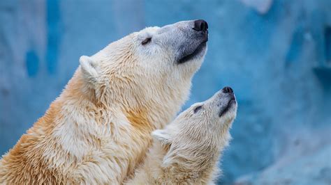 Do Polar Bears Hibernate? Don’t Sleep on This Answer!