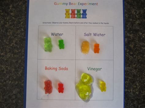 Living Our Homeschool Life: A Balancing Act Of Faith: Gummy Bear Experiment