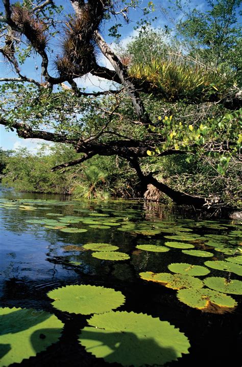 Mangrove forest | ecology | Britannica