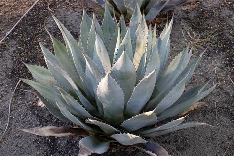 Parry's Agave - Sunnylands Art Garden