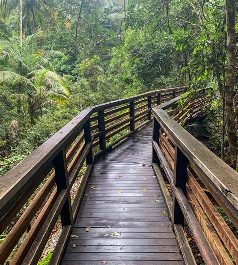 Sunshine Coast Hinterland Great Walk: Baroon Section - Adventure Sunshine Coast