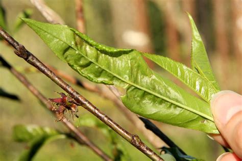 Peach leaf curl - treatment and how to fight it effectively