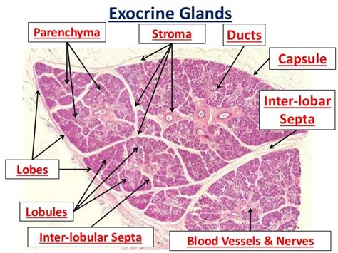 Exocrine Glands Histology