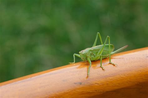 Green Grasshopper Free Stock Photo - Public Domain Pictures