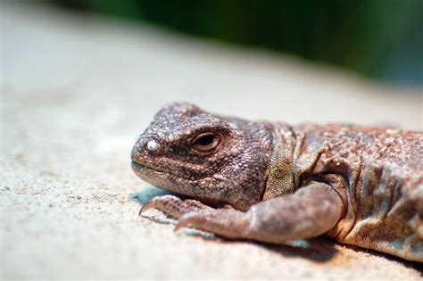 Uromastyx Care Guide: Diet, Housing, Facts - Reptile Craze