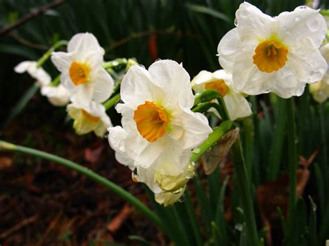 Spring Flowers Daffodils Smell Pretty | Flowers| Free Nature Pictures ...