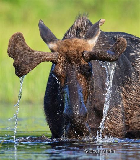 Moose In Algonquin Provincial Park | Scott Martin Photography | Algonquin, Algonquin park ...