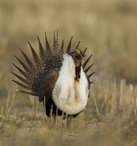 Wildflowers and the greater sage grouse | Yale Environment Review