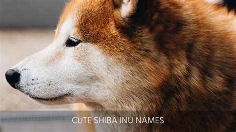 Ultimate List Of The Top 300+ Shiba Inu Dog Names - Good, Cute And Japanese Puppy Name Ideas