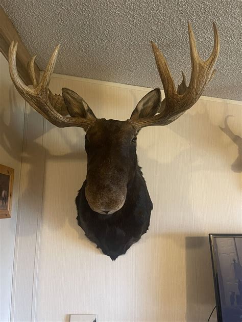 Moose Head Wall Mount | eBay